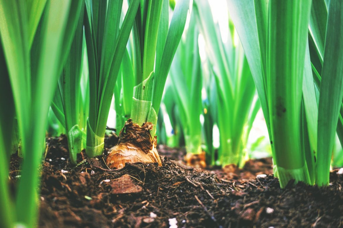 Tijd voor een nieuwe Tuinontwerp? Ontdek Gebroeders van Klaveren